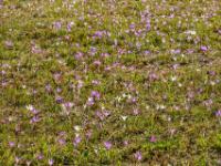 Wiese voller Herbstzeitlose Blüten